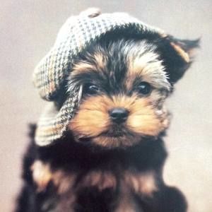 Meet your Posher, Darlene